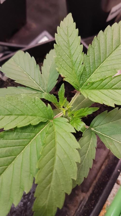 Sherbet with Paya. Week 3