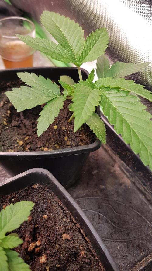 Sherbet with Paya. Week 3