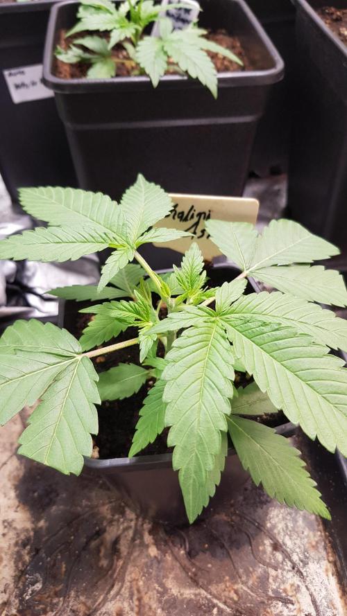 Expedition Asia. Week 3