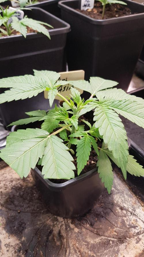 Expedition Asia. Week 3