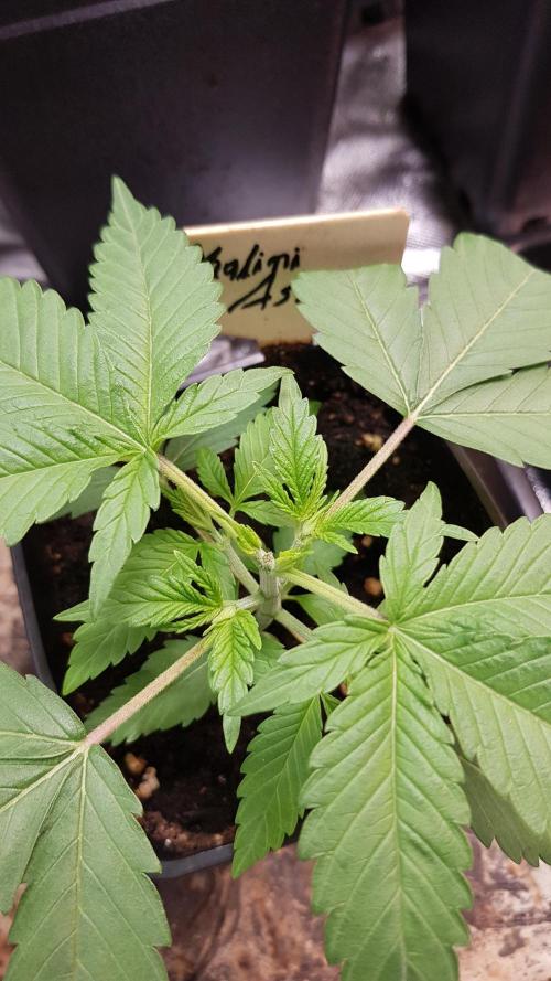 Expedition Asia. Week 3