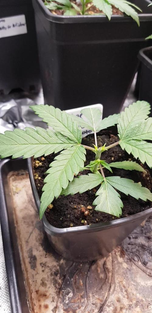 Ultimate Rapier Hunt