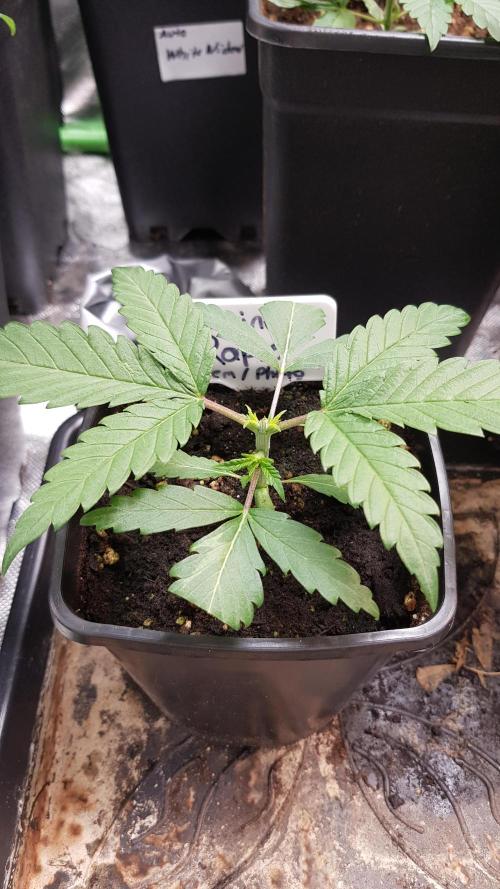 Ultimate Rapier Hunt. Week 3