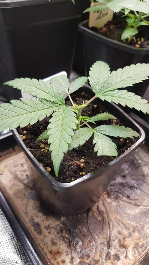 Ultimate Rapier Hunt. Week 3