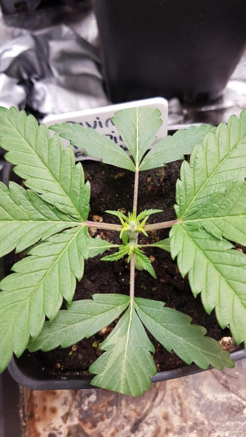 Ultimate Rapier Hunt. Week 3