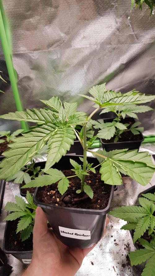 Rainbow Dreams. Week 3