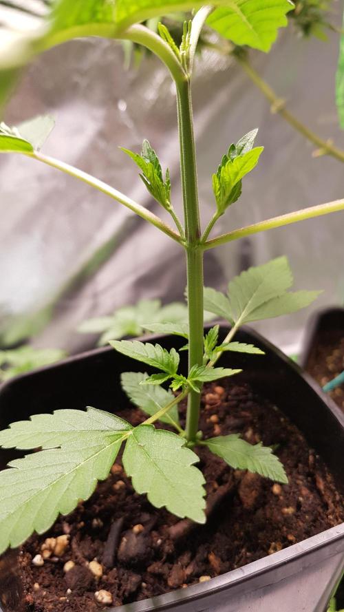 Rainbow Dreams. Week 3