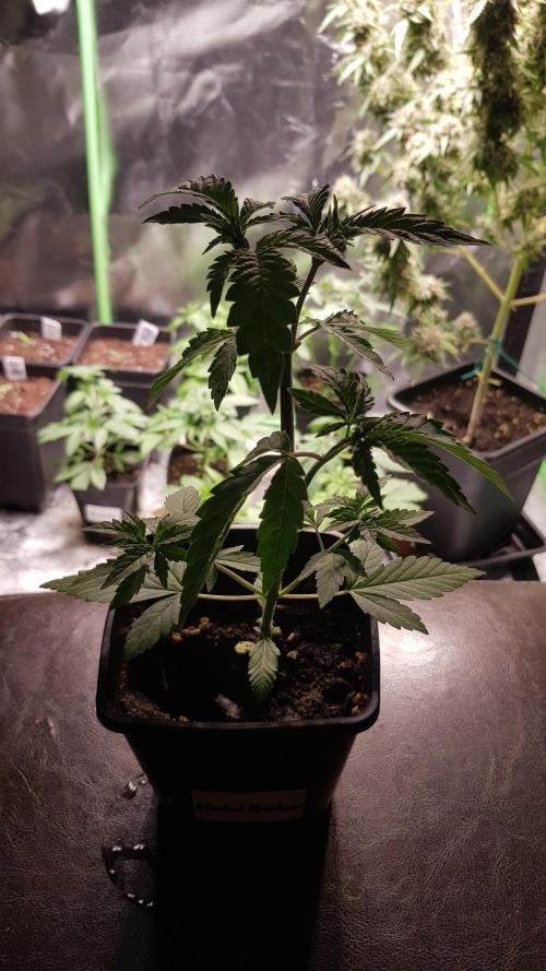 Rainbow Dreams. Week 3