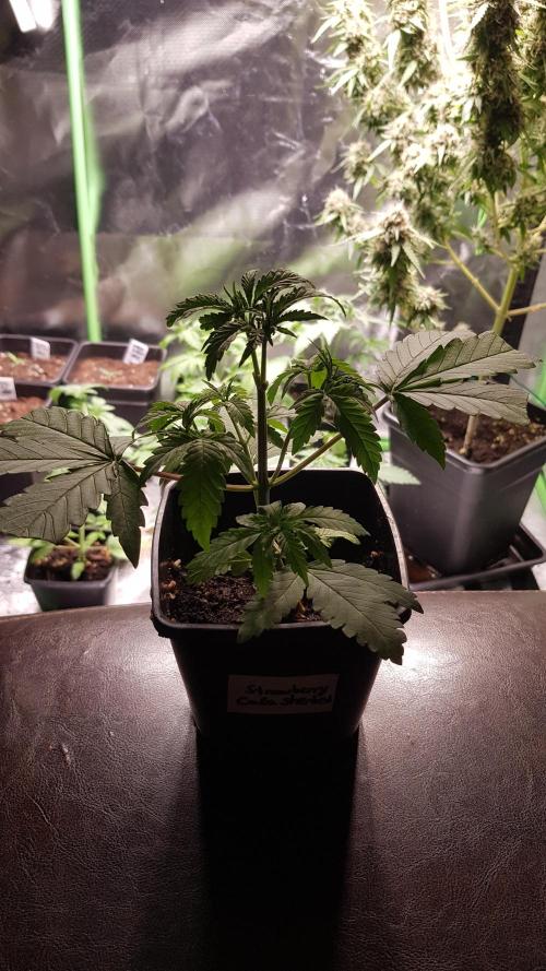 Cola Mix. Week 3