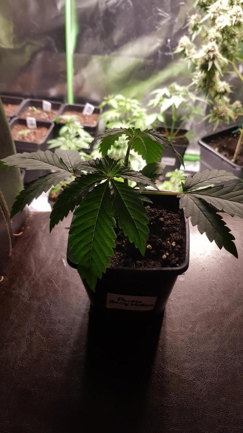 Muffinz Fusion. Week 3