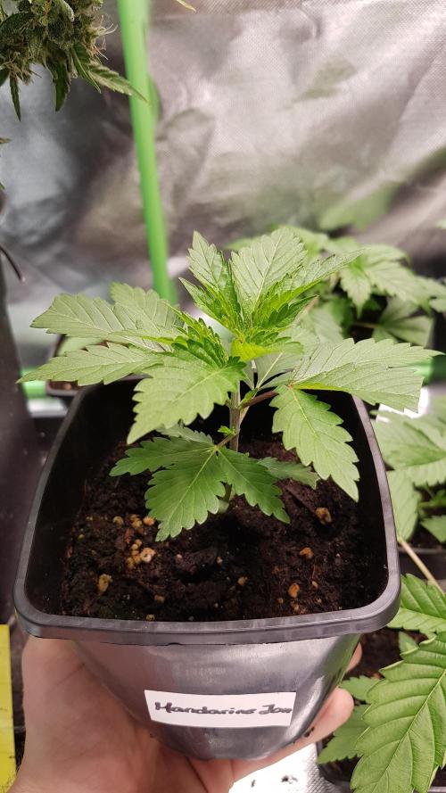 Fruity Dunk Shot. Week 3