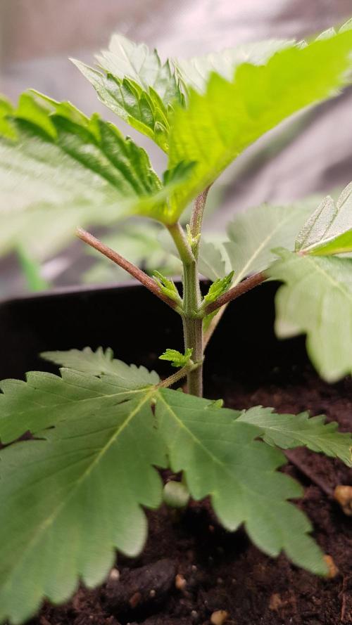 Fruity Dunk Shot. Week 3