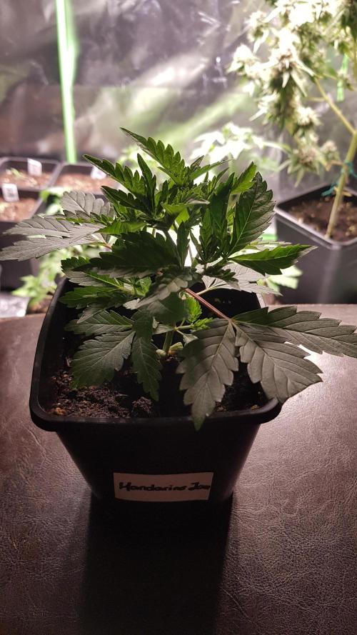 Fruity Dunk Shot. Week 3