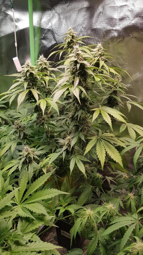 Kalashnikov hunt. Week 6