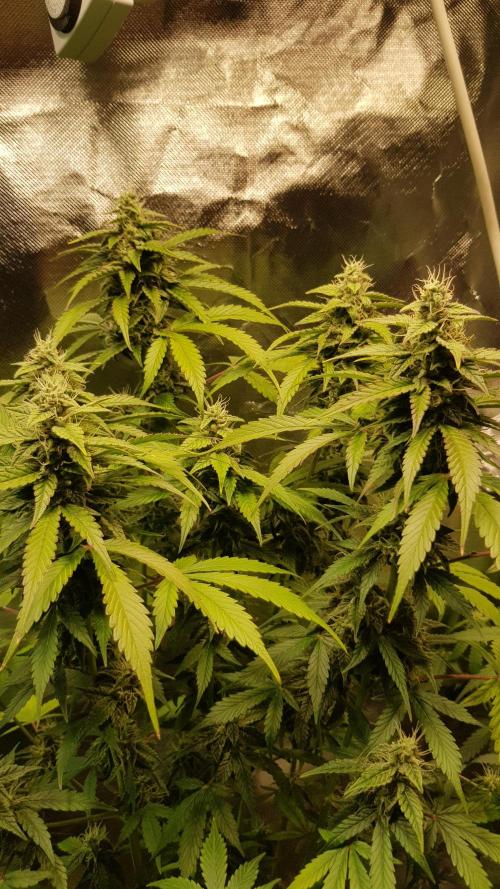 Kalashnikov hunt. Week 6