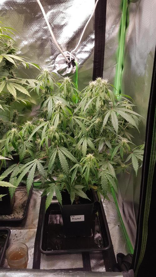 Fractal Dimension. Week 6