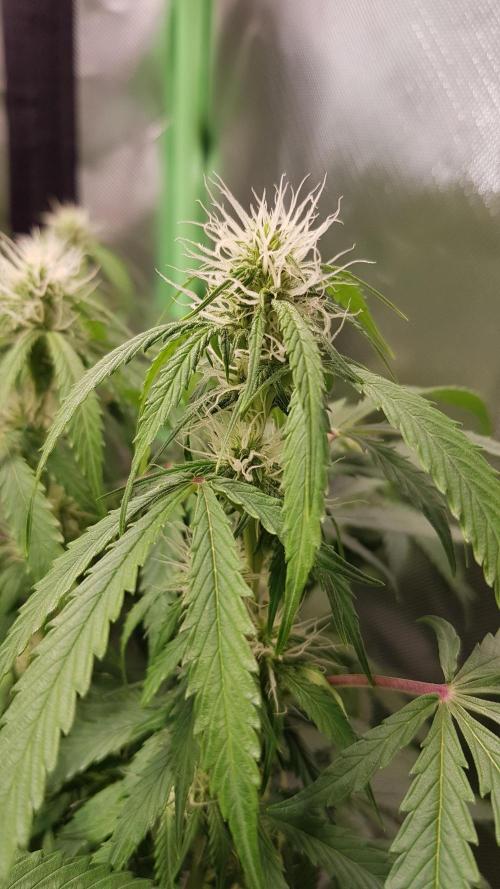 Fractal Dimension. Week 6