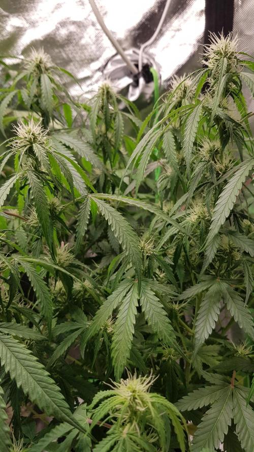 Fractal Dimension. Week 6