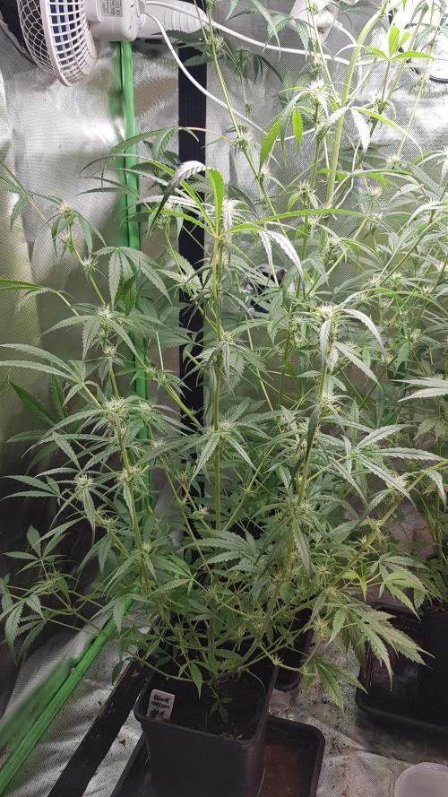 Opium goes Black #1. Week 6