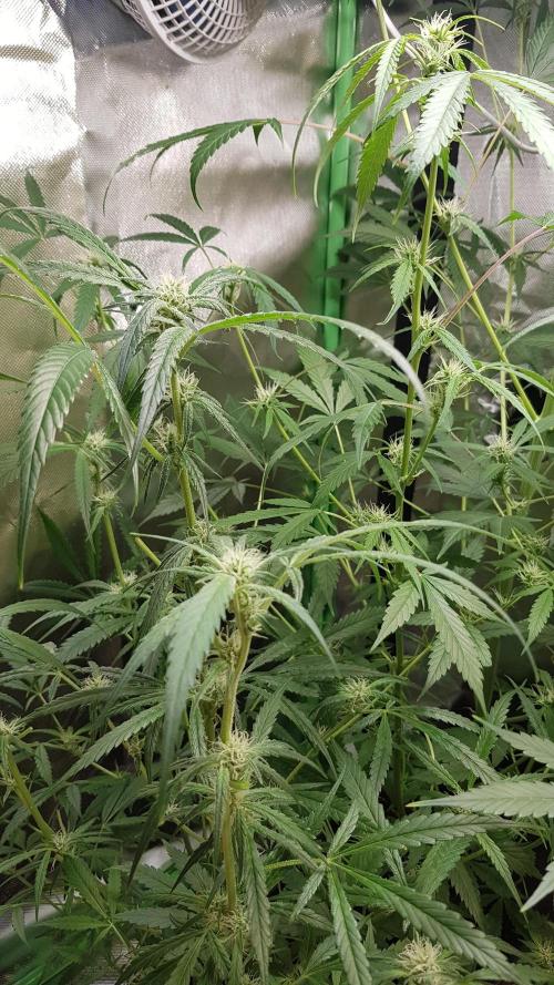 Opium goes Black #1. Week 6