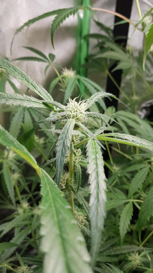 Opium goes Black #1. Week 6