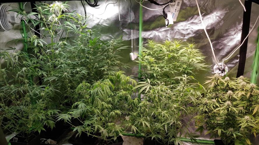 Opium goes Black #1. Week 6