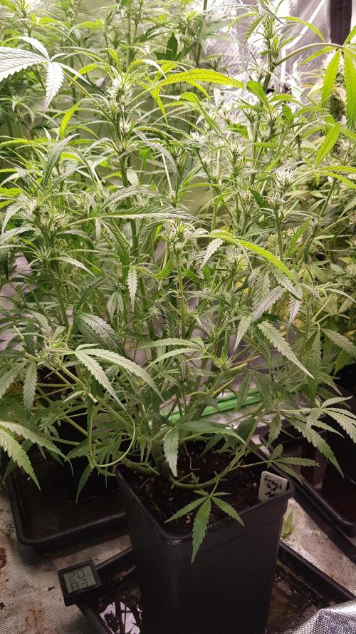 Fractal Collection #2. Week 6