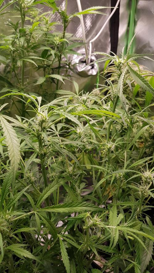 Fractal Collection #2. Week 6