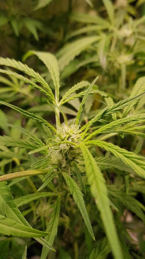 Fractal Collection #2. Week 6