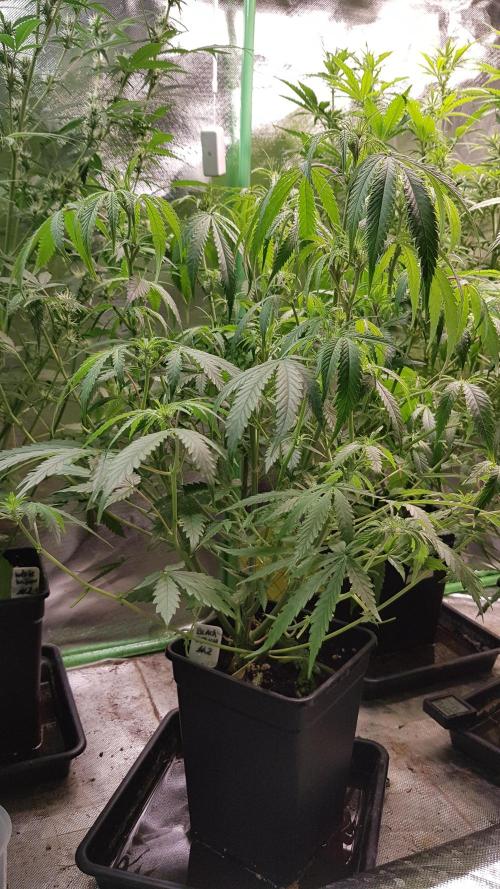 Opium goes Black #2. Week 6