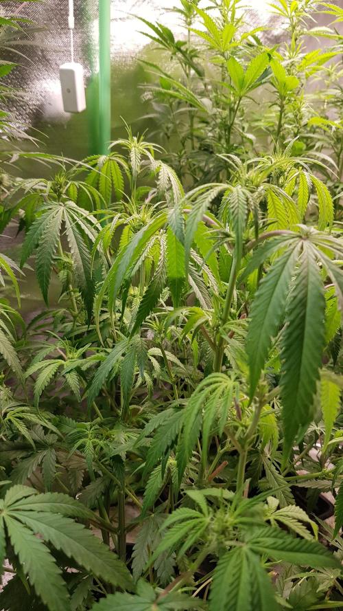 Opium goes Black #2. Week 6