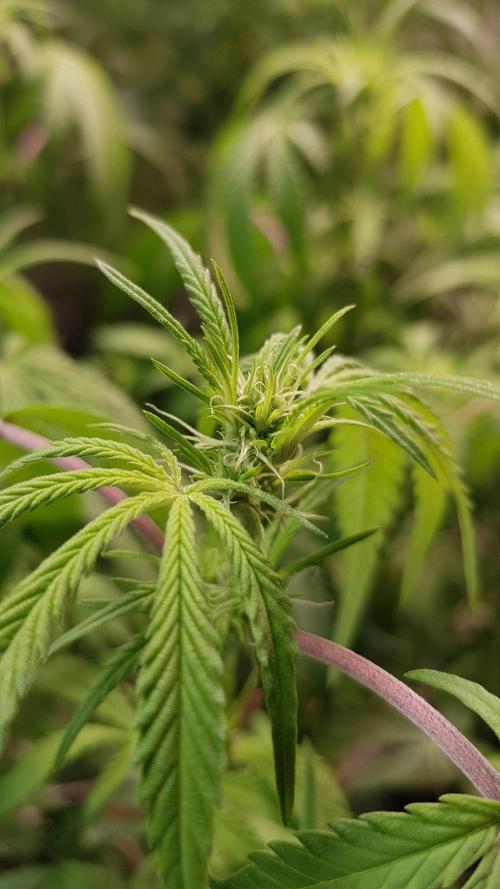 Opium goes Black #2. Week 6