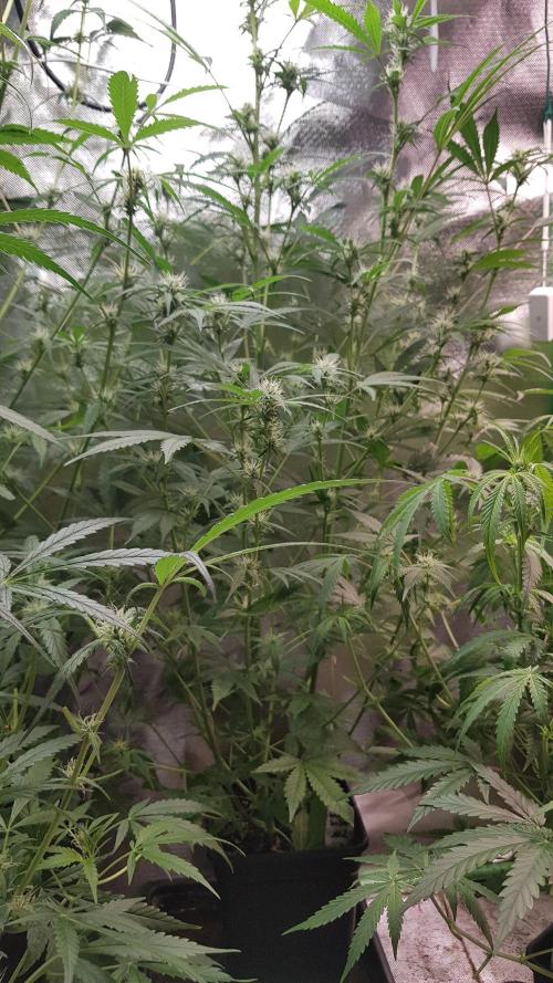 Widow Collection #2. Week 6