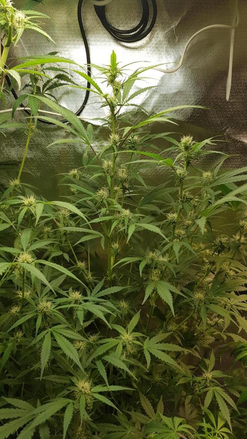 Widow Collection #2. Week 6