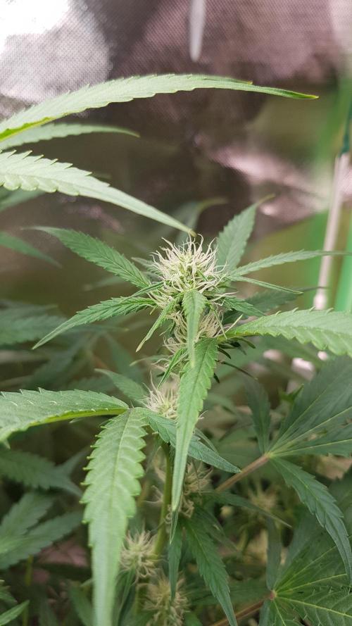 Widow Collection #2. Week 6