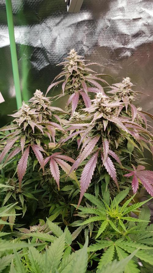 Kalashnikov hunt. Week 8