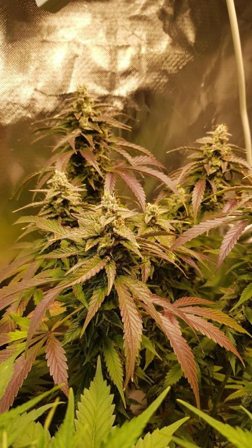 Kalashnikov hunt. Week 8