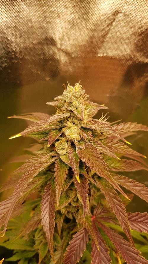 Kalashnikov hunt. Week 8