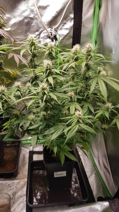 Fractal Dimension. Week 7