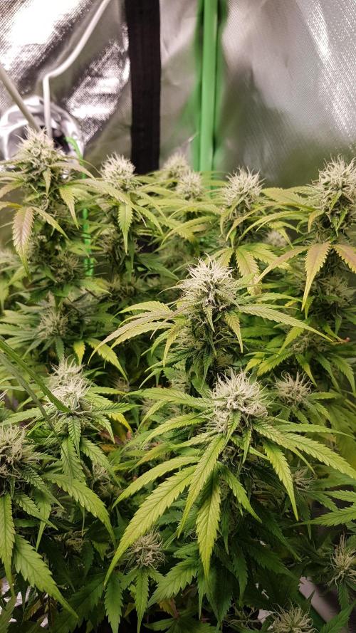 Fractal Dimension. Week 7