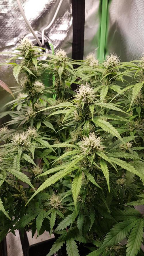 Fractal Dimension. Week 7