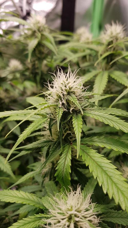 Fractal Dimension. Week 7