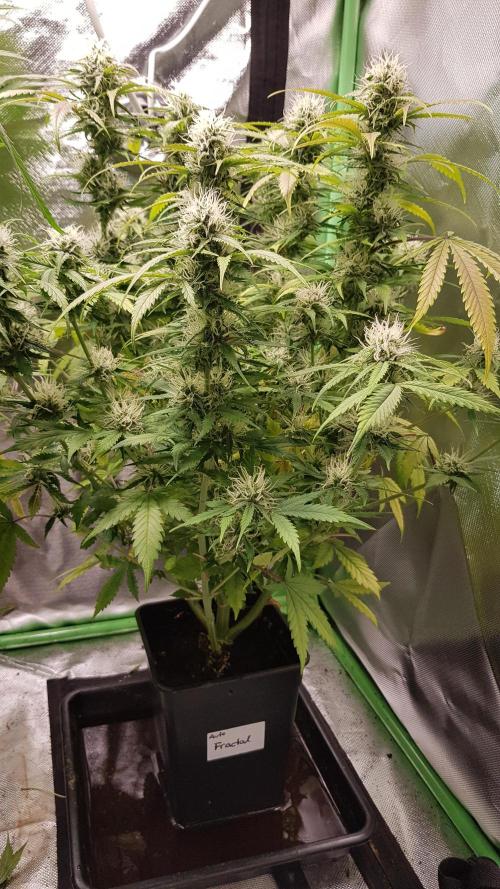 Fractal Dimension. Week 8