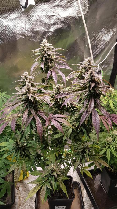 Kalashnikov hunt. Week 9