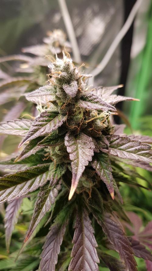 Kalashnikov hunt. Week 9