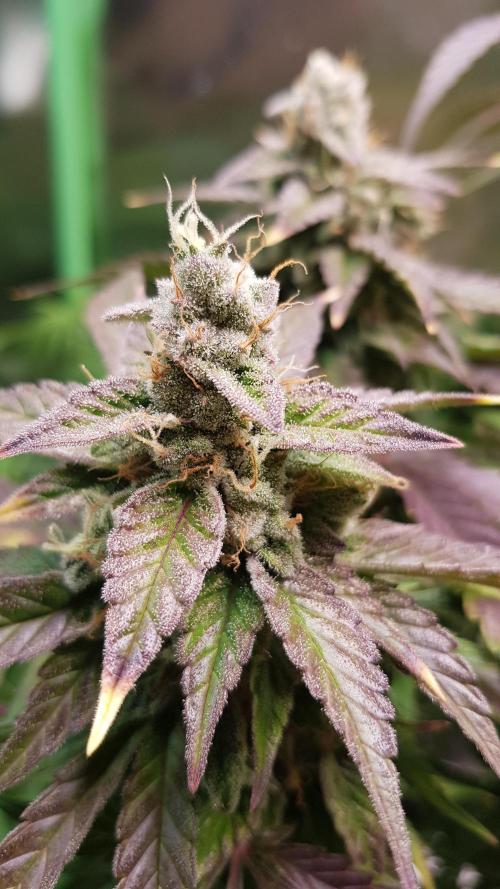 Kalashnikov hunt. Week 9