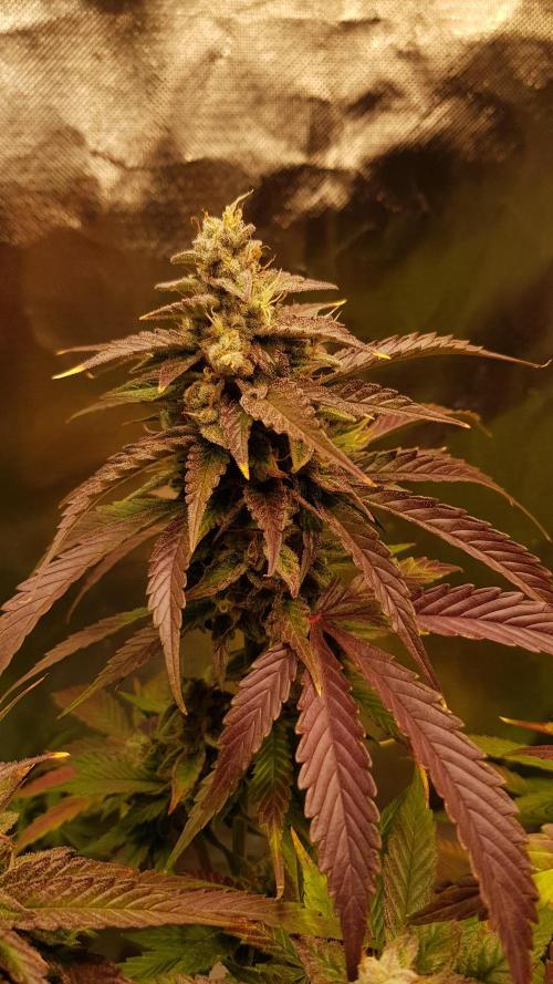 Kalashnikov hunt. Week 9