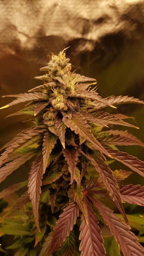 Kalashnikov hunt. Week 9