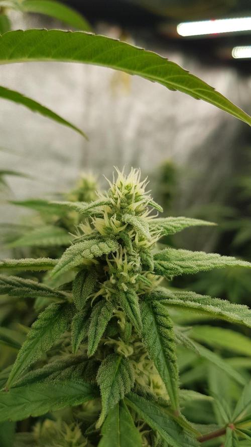 Crafting Ak47 #2. Week 6