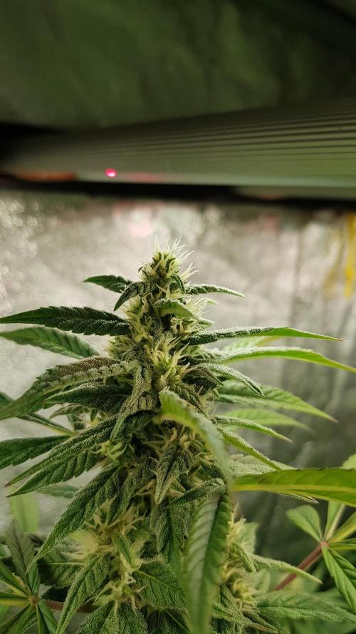 Crafting Ak47 #2. Week 6